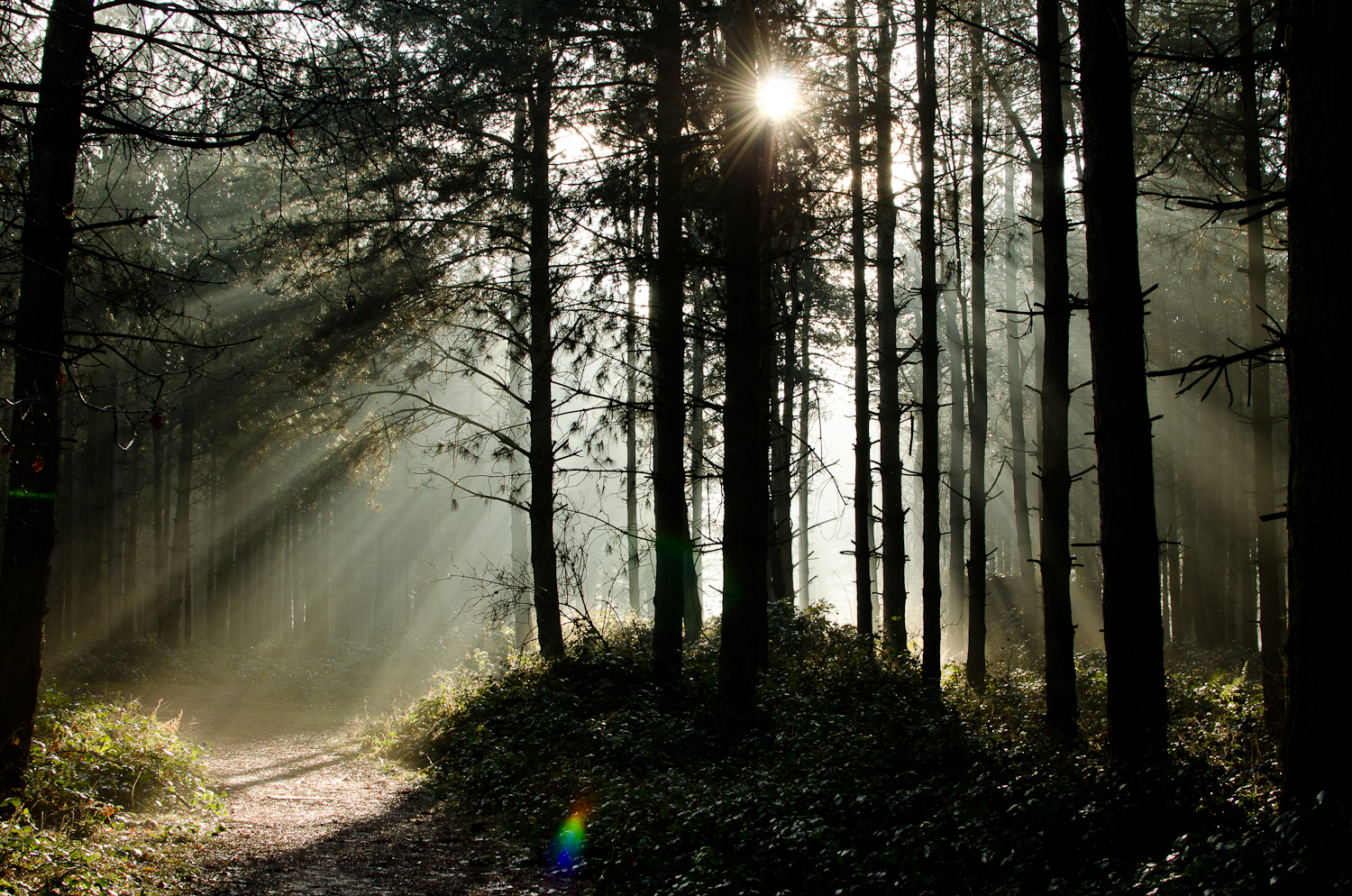 Forest landscape connected to student-led environmental education