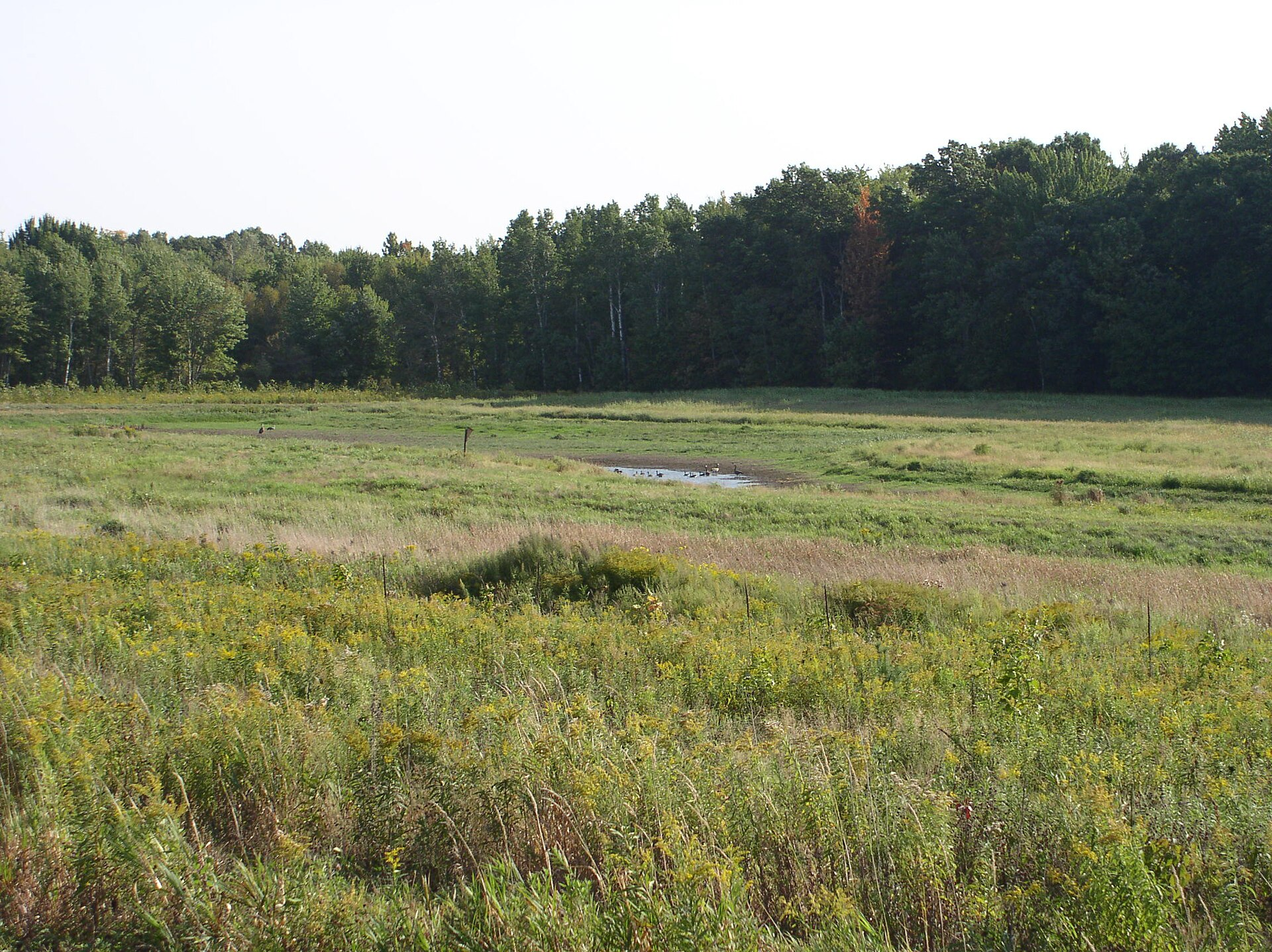 Marshland habitat connected to environmental STEM research