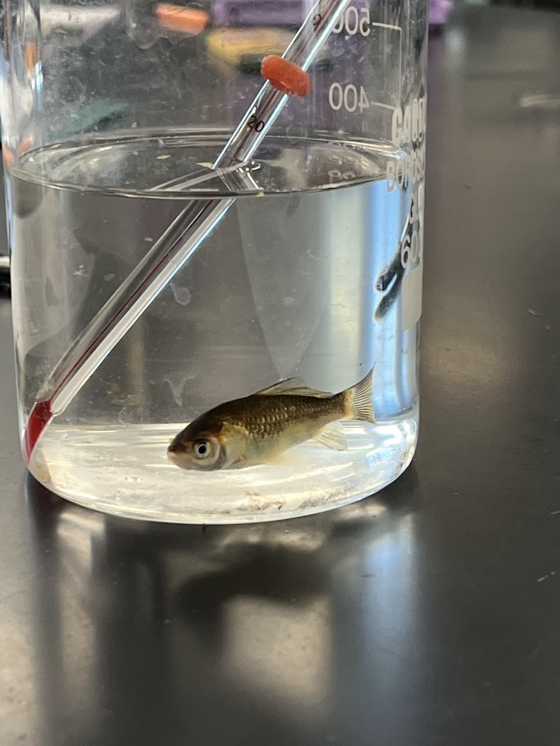 A student-created illustration of a fish in a beaker